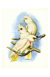 Goffin's Cockatoo no 121