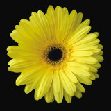 Gerbera Daisy Yellow