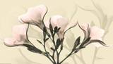 Misty Reflection Oleander