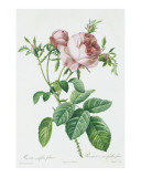 Redeoute Rosa Centifolia Foliacea