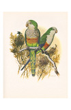 Monk Parakeet no 461