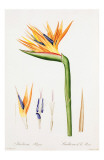 Redoute Strelitzia Regina