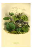 Violette
