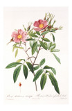 Redoute Rosa Hudsoniana Salicifolia