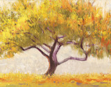 Apricot Tree