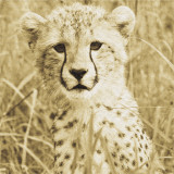 Young Cheetah