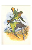 Brown Throated Conure no 401