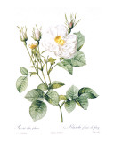 Redoute Rosa Alla Foliacea