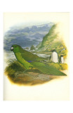 Antipodes Green Parakeet no 241