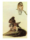 Saw Whet Owl