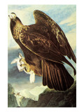Golden Eagle