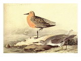 Leach's Petril