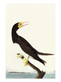 Brown Booby