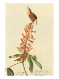 California Wren