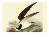 Black Skimmer