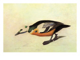 Stellers Eider