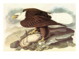 Bald Eagle 2