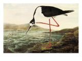 Black-necked Stilt