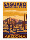 Saguaro National Park  Arizona