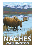 Naches  Washington - Moose Drinking
