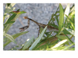 Praying Mantis
