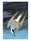 Arctic Tern