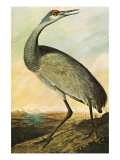 Sandhill Crane