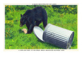 Great Smoky Mts Nat'l Park  TN - Black Bear Stealing Lunch from Trashcan