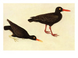 Black Oystercatcher