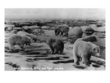 Alaska - Polar Bears on Arctic Ice Float