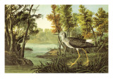 Lesser Yellow Legs