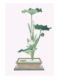 Hasu (Lotus) In Sunabachi