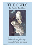 The Owls