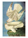 Falcons