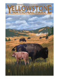 Bison and Calf Grazing - Yellowstone National Park