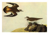 Killdeer