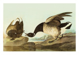 Brant