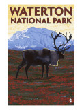 Waterton National Park  Canada - Caribou & Mountain