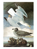 Herring Gull & Black Duck
