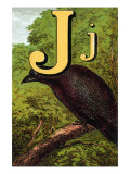 J For the Jackdaw  Perky And Bold