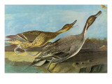 Pintail