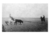 Horseback Cowboys Leading a Bull