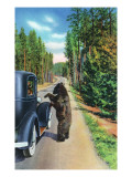 Yellowstone Nat'l Park  Wyoming - Bear Begging by a Car