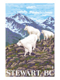 Stewart  BC - Goat Family