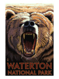 Waterton National Park  Canada - Bear Roaring