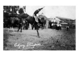 Calgary  Canada - Rodeo; Bucking Horse at the Stampede