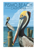 Pismo Beach  California - Pelicans