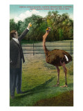 South Pasadena  California - Feeding Oranges to Ostrich at Cawston Farm