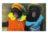 St Louis  Missouri - Forest Park Zoo Chimpanzees in Costume