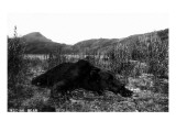 Alaska - View of a Kodiak Bear